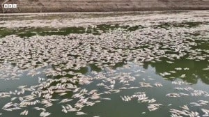 ikan mati di australia