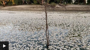 ikan mati di australia 2