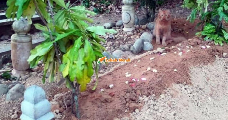 3kucing