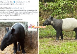 hukum makan tapir