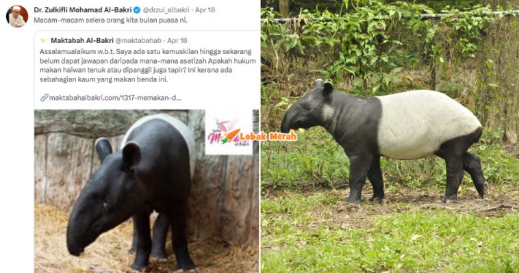 hukum makan tapir