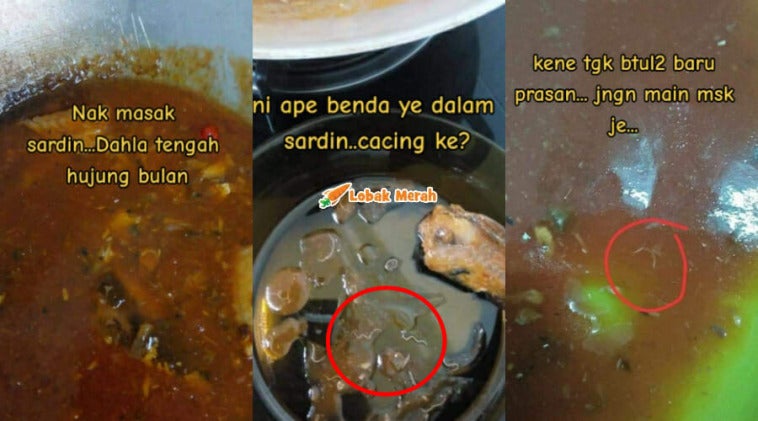tin sardin