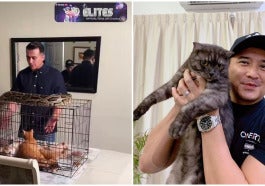 aaron aziz ular kucing
