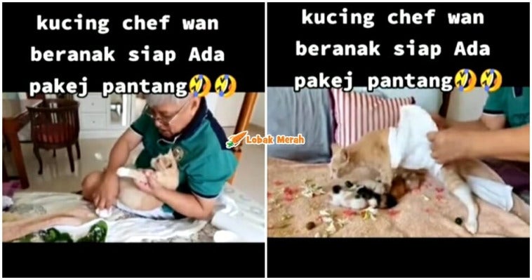 Kucing Chef Wan Pantang