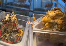 Makanan Hurung Lalat