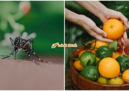 nyamuk suka wangian apa