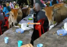 1Lembu