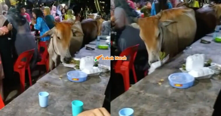 1Lembu