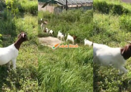 2kambing