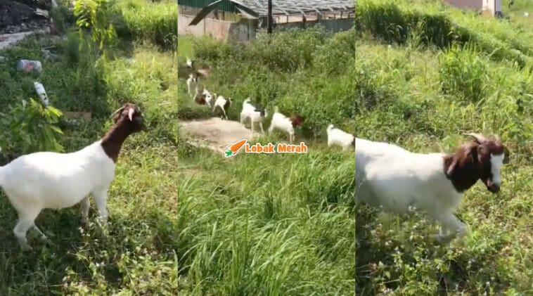 2kambing