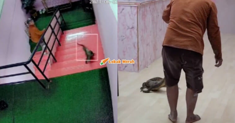 3biawak
