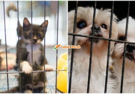 Larang Jual Kucing Anjing