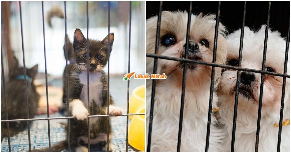 larang jual kucing anjing