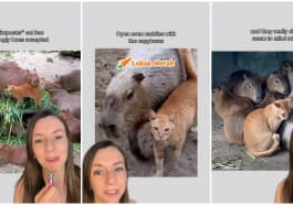 oyen dan capybara