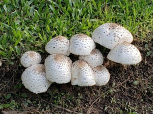 Chlorophyllum Molybdites In Argentina 768X576 1