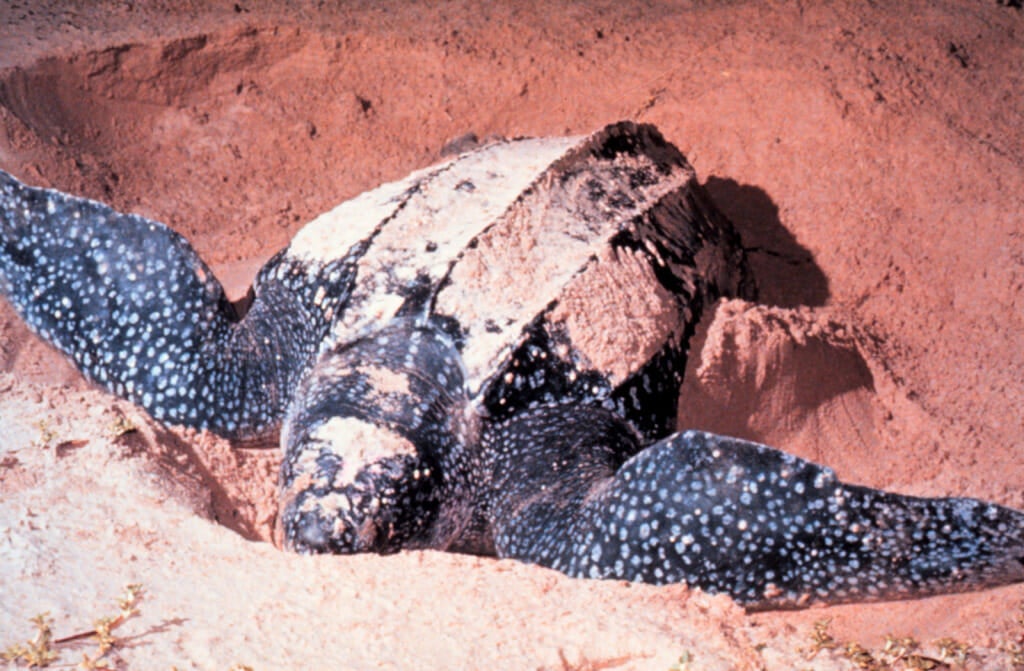 Leatherbackturtle