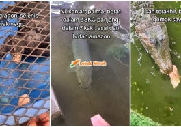 Bela Haiwan Eksotik Dalam Rumah