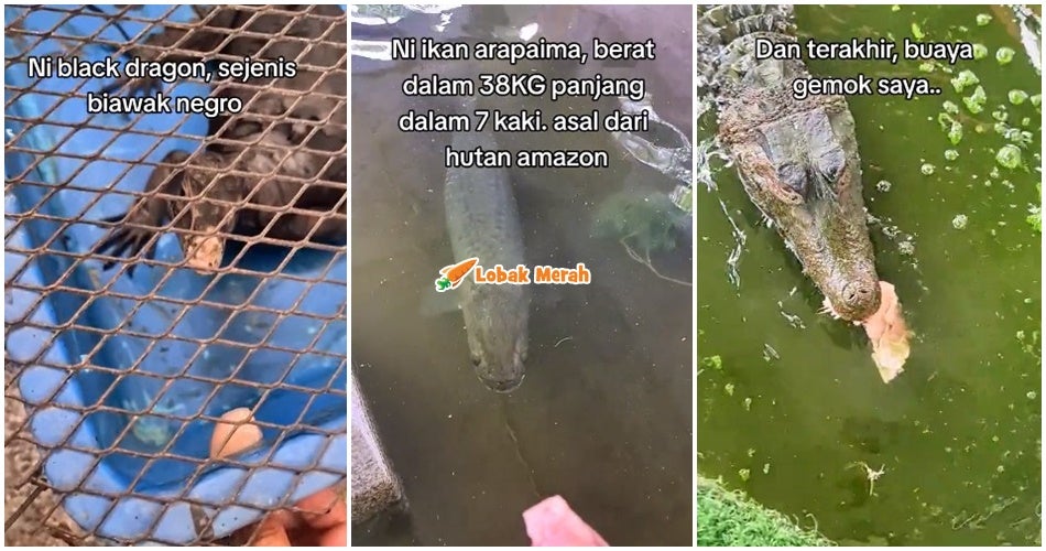 bela haiwan eksotik dalam rumah