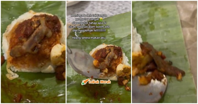 cicak atas nasi lemak