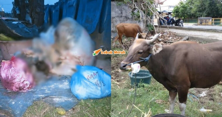 F4 Buang Perut Lembu Korban Di Tong Sampah