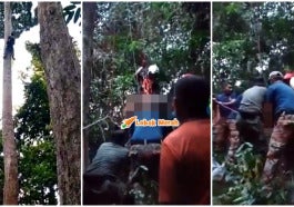 Mangsa Pencari Madu Maut Atas Pokok Tualang