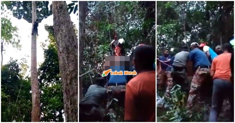 Mangsa Pencari Madu Maut Atas Pokok Tualang