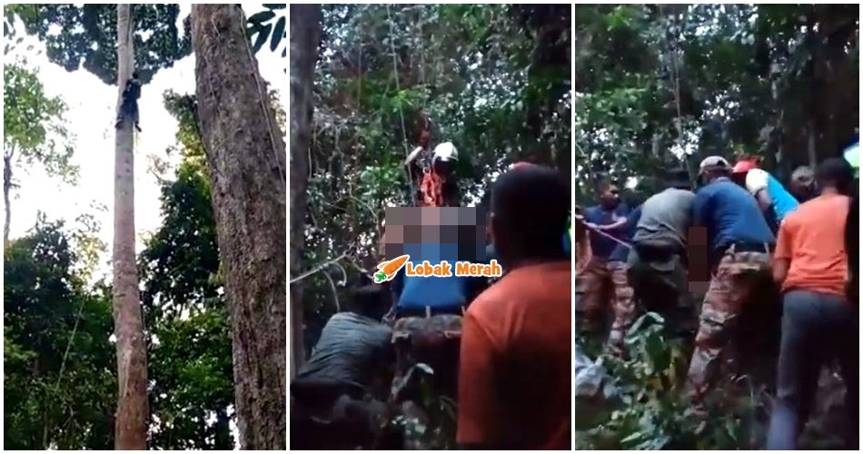 mangsa pencari madu maut atas pokok tualang