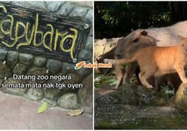 oyen zoo negara hilang