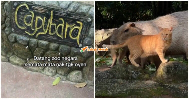 oyen zoo negara hilang