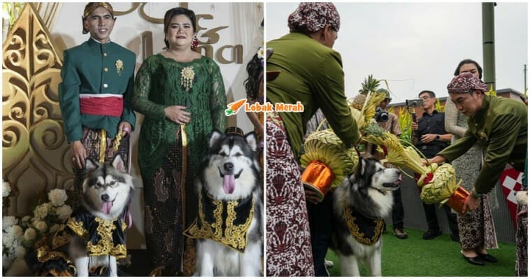 Perkahwinan Anjing