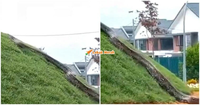 ular anakonda besar elmina