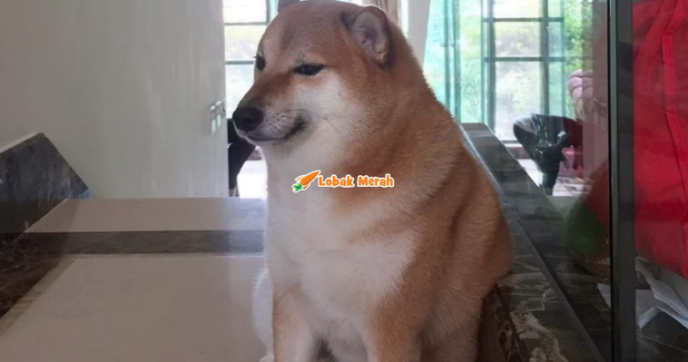 1anjing