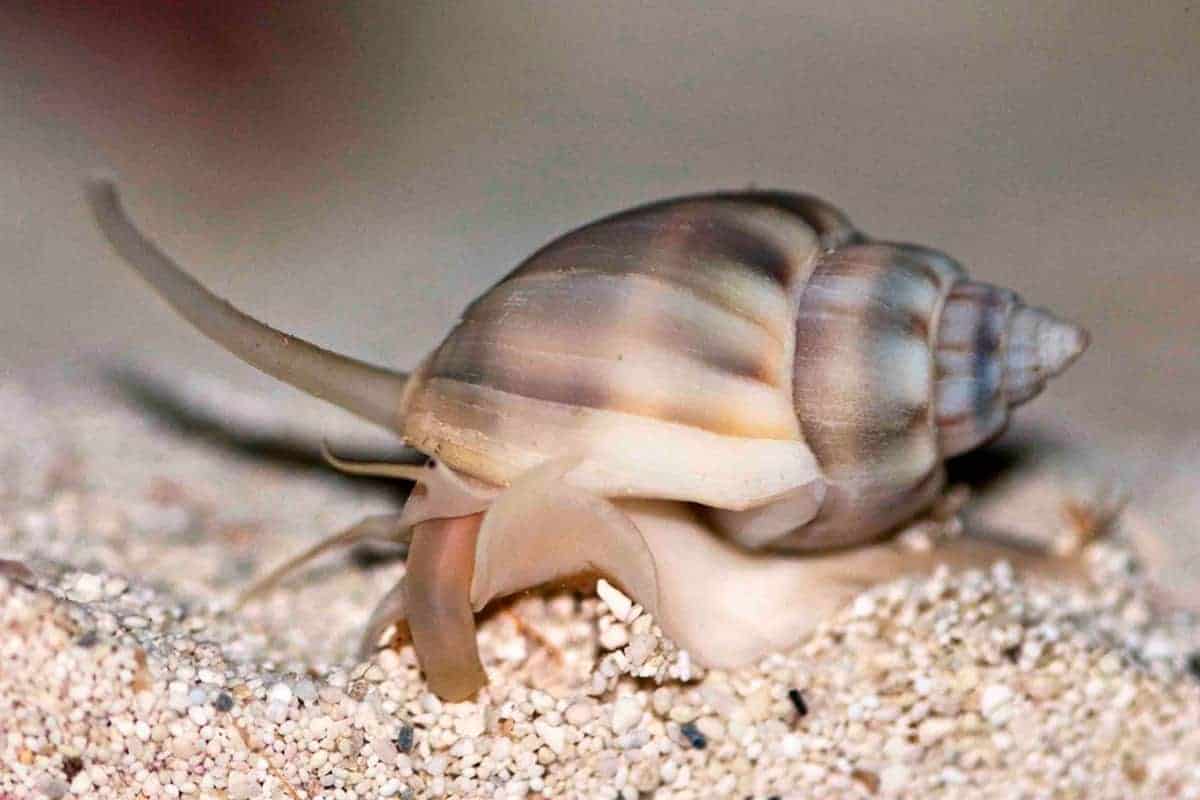 Nassarius Vibex Snail