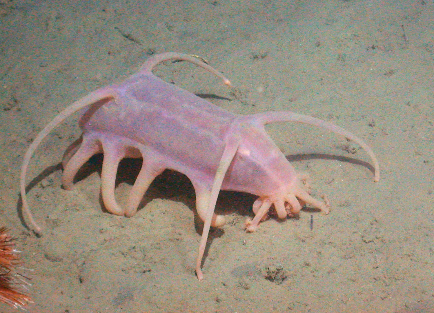 Sea Pig1.Jpg