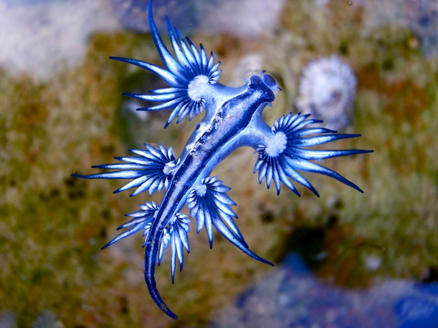 Blue Dragon Glaucus Atlanticus Blue Sea Slug 986491702 F0Cb140Dd639453E8A2D8C56637Dce73