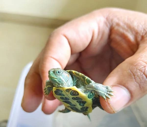 Depositphotos 425340182 Stock Photo Cute Turtle Red Eared Slider 1