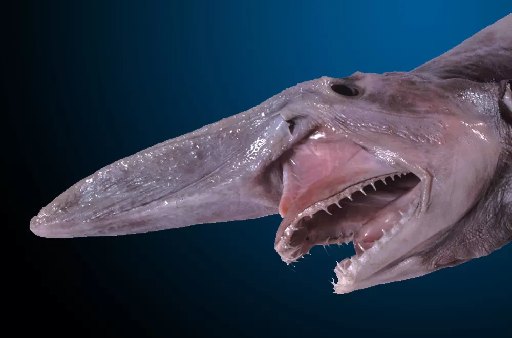 Goblin Shark Nologo.jpg