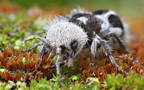 Panda Ant 4