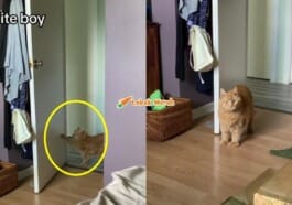 F4 Kucing Ketuk Pintu Sebelum Masuk Bilik