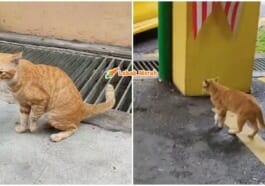 oyen datang hospital minta bantuan
