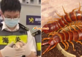 seludup ular dalam pakaian dalam