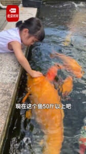 Ikan Koi