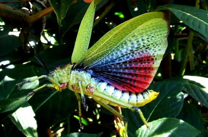 Green Milkweed Grasshopper