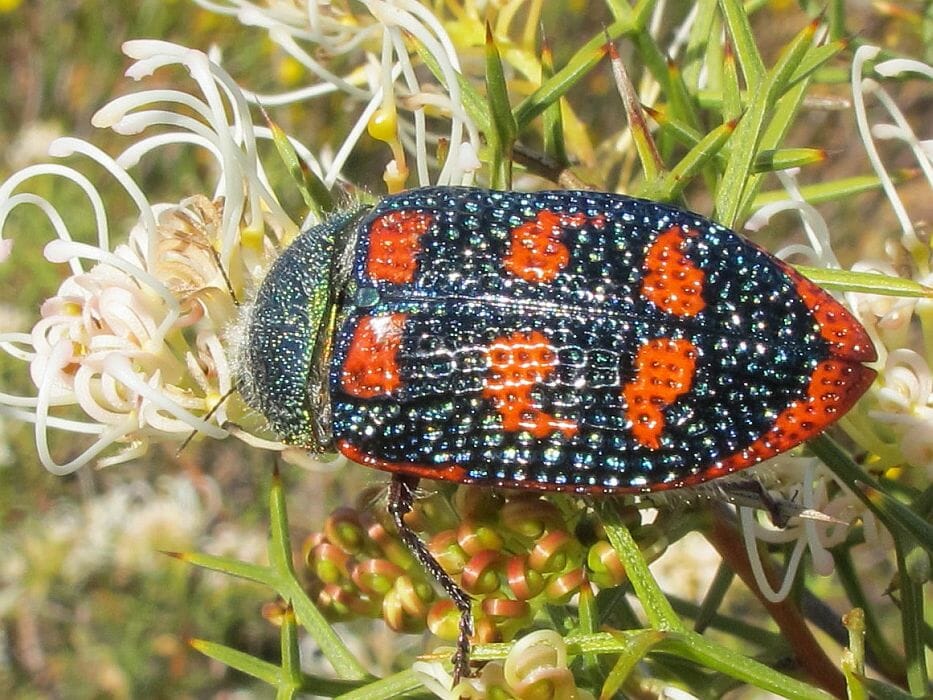 Roes Jewel Beetle 003 Stigmodera Roei