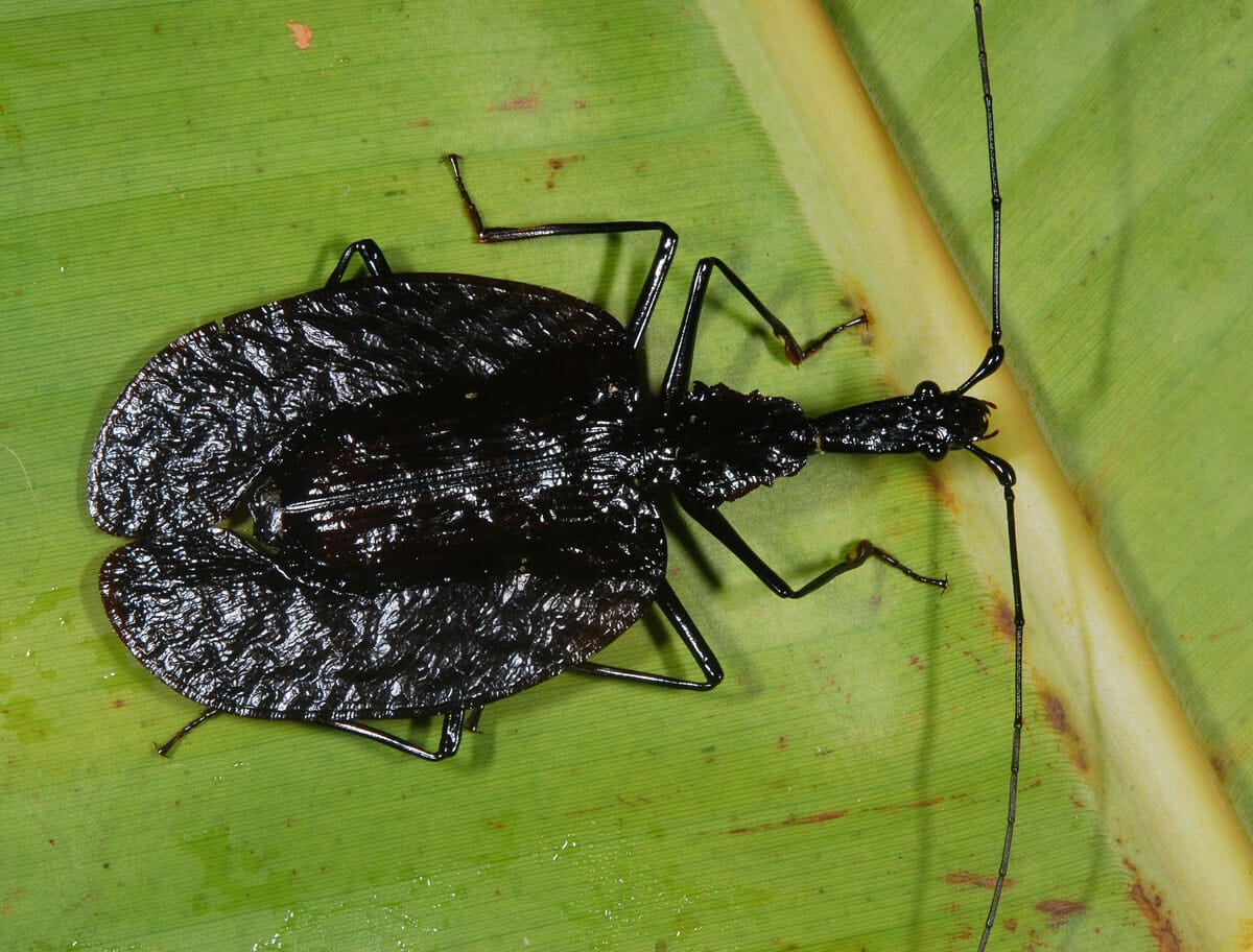 Violin Beetle Mormolyce Phyllodes