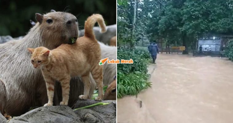 capybara banjir 1