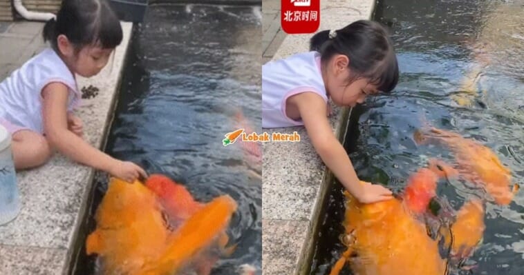 F2 Ikan Koi Gergasi 25Kg