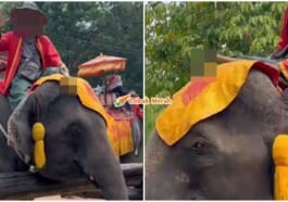 gajah 7
