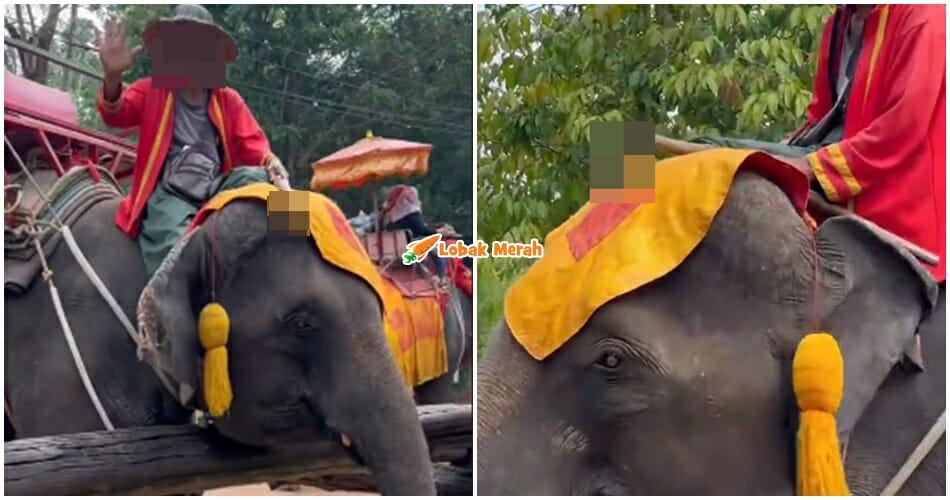 gajah 7