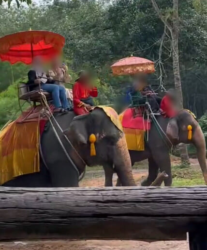 gajah 9